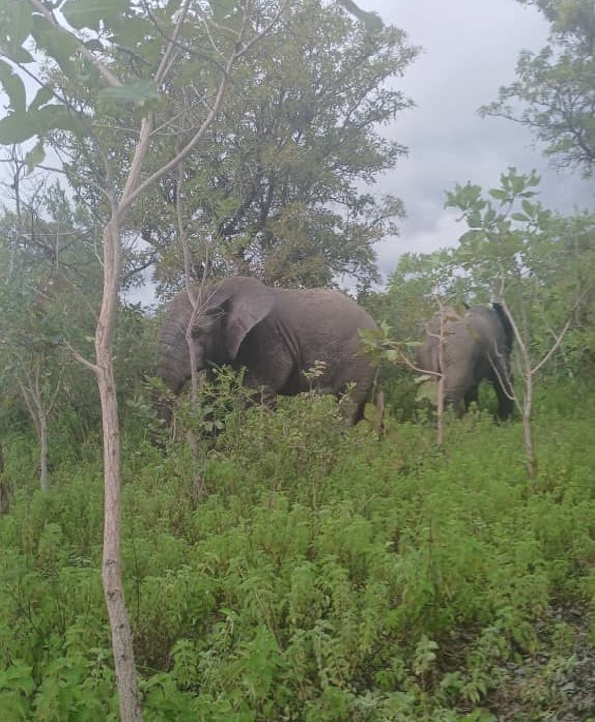 Présence d’éléphants dans la commune de Gouanan