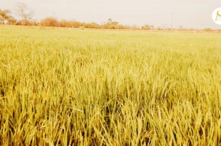 Agriculture : des riziculteurs de Diadjéfara s’inquiètent du manque d’intrants