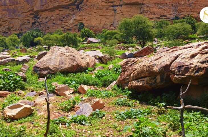 Bankass : les producteurs pratiquent le zaï pour booster la production agricole