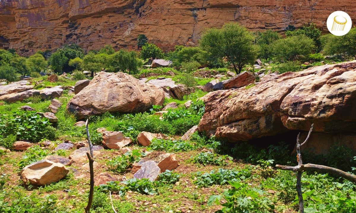Bankass : les producteurs pratiquent le zaï pour booster la production agricole