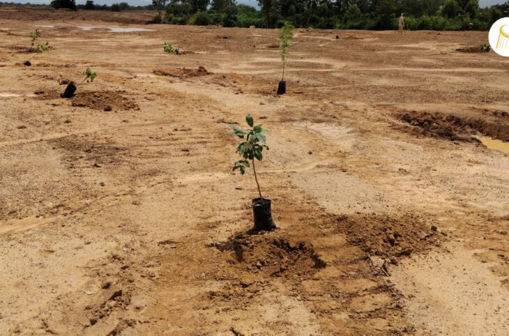 Reboisement d'un ancien site d’orpaillage à Kéniéba
