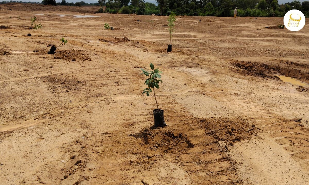 Reboisement d’un ancien site d’orpaillage à Kéniéba
