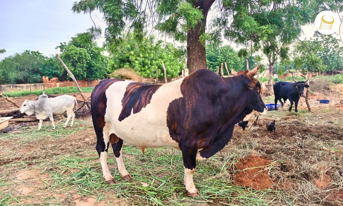 Bankass : succès de l’insémination artificielle bovine