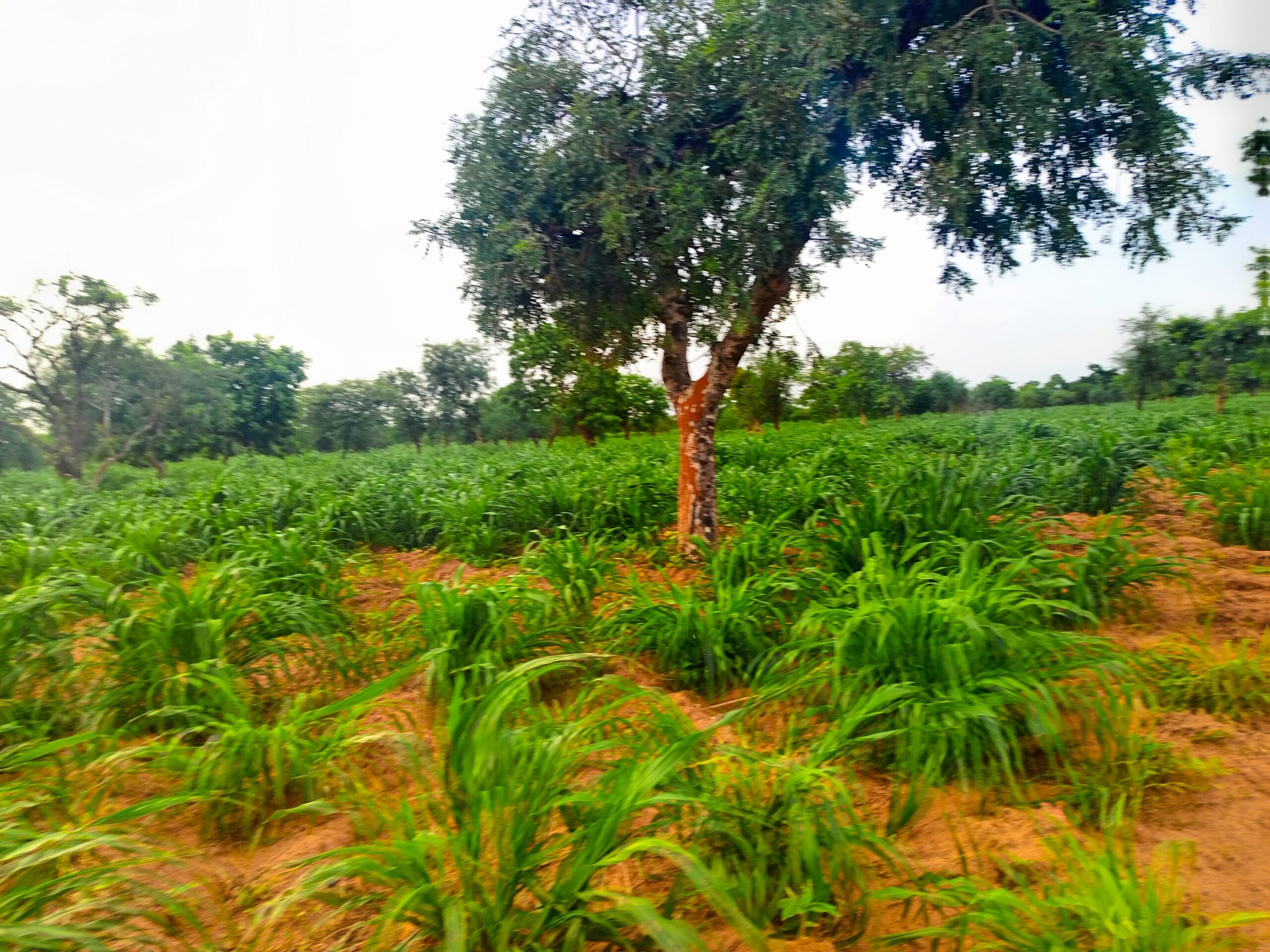 La campagne agricole prometteuse à Bankass