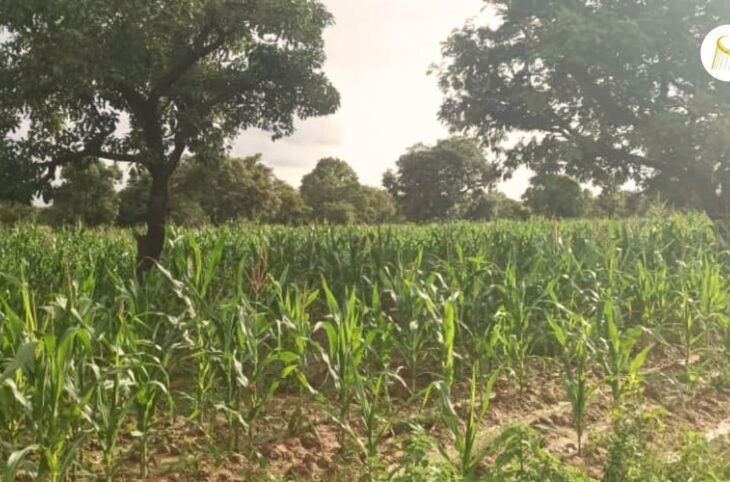 À Yorosso, les paysans alertent sur la présence de parasites dans les champs