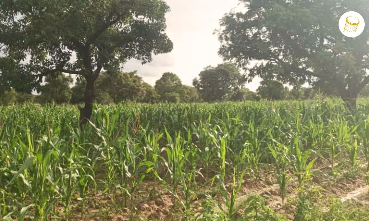 À Yorosso, les paysans alertent sur la présence de parasites dans les champs