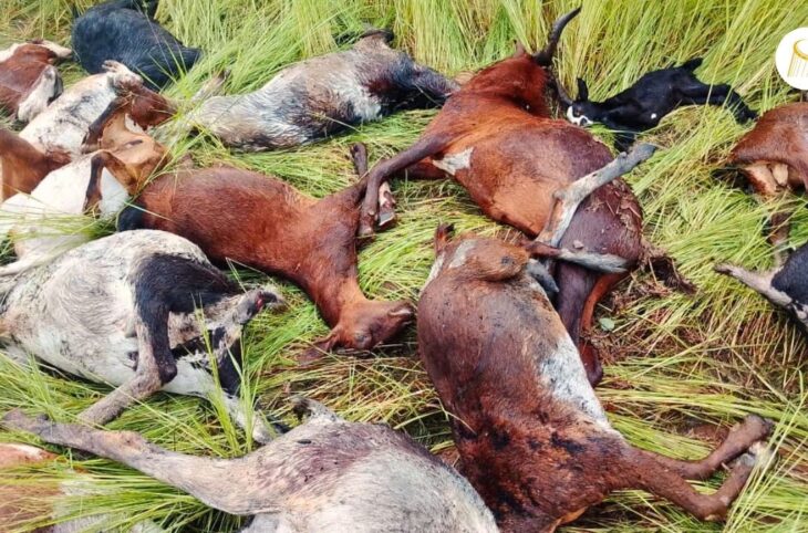 Mahina : la foudre décime un troupeau de chèvres à Tangafoya