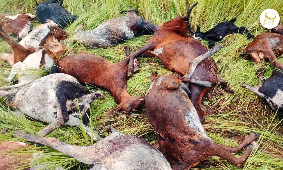 Mahina : la foudre décime un troupeau de chèvres à Tangafoya