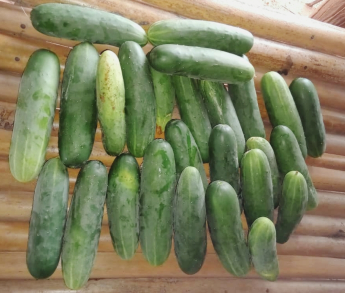 Bafoualabé : des champs ravagés par des insectes à Solinta