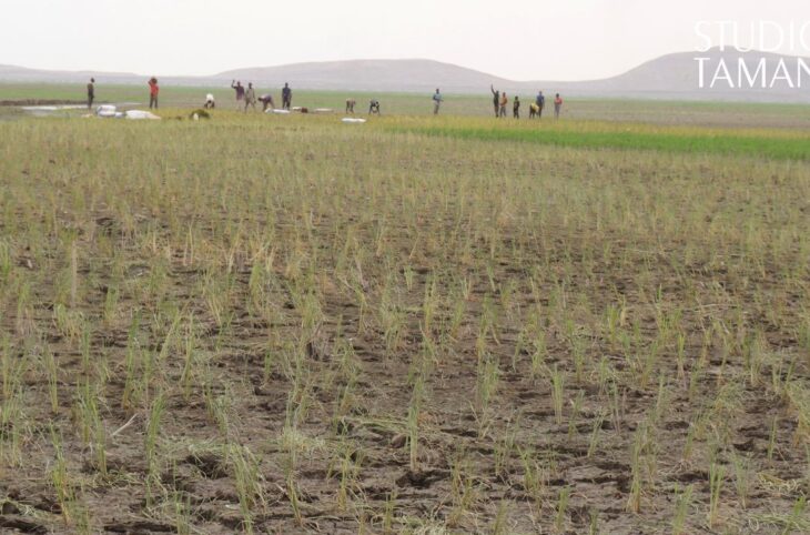 Goundam : des insectes ravageurs signalés dans le Faguibine