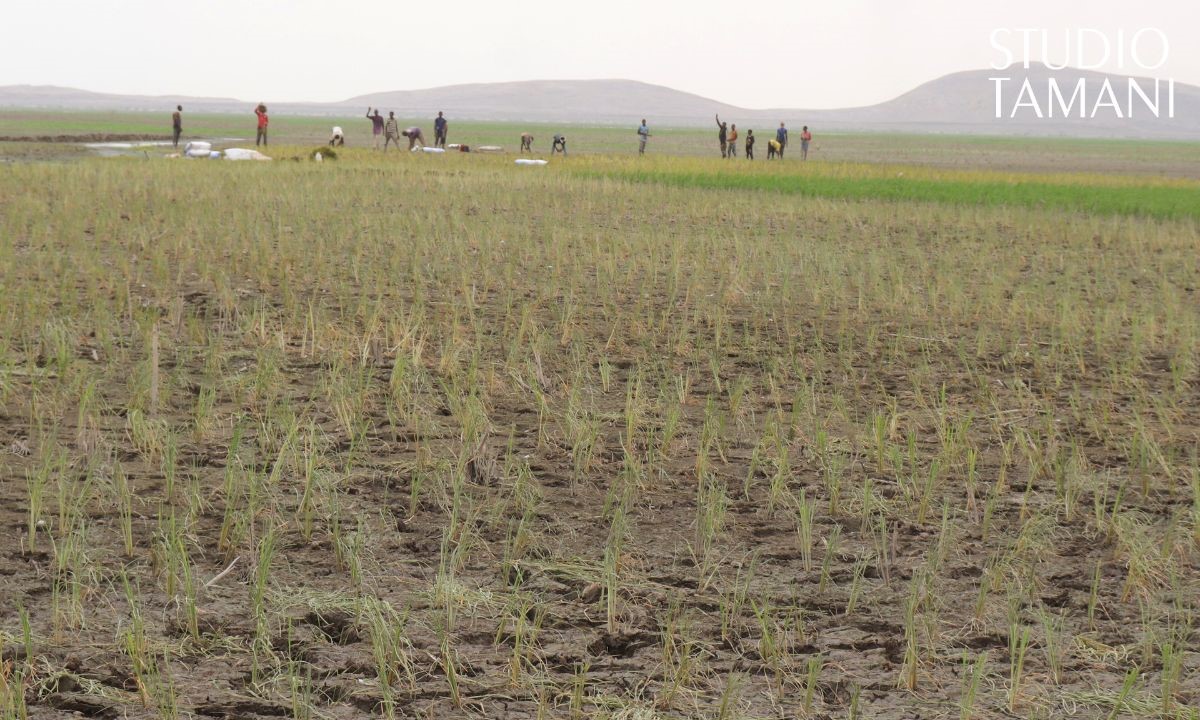 Goundam : des insectes ravageurs signalés dans le Faguibine