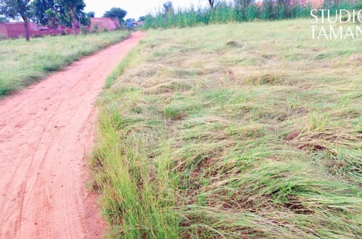Récolte du fonio à Bankass