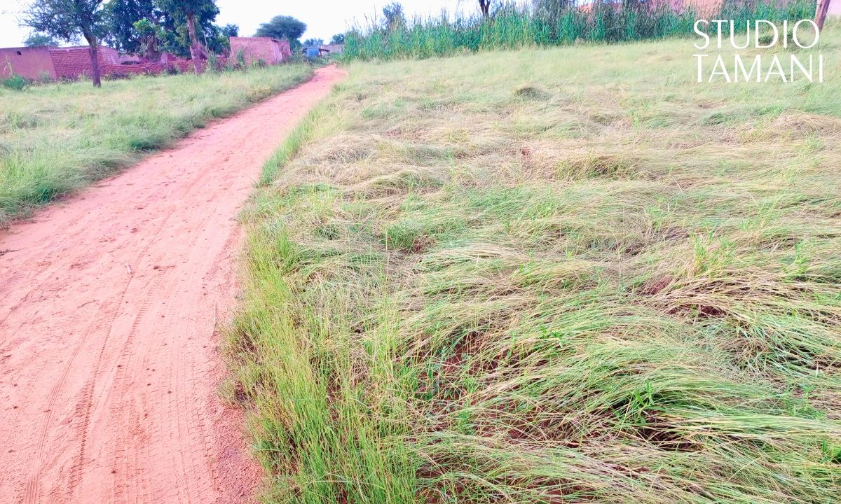 Récolte du fonio à Bankass