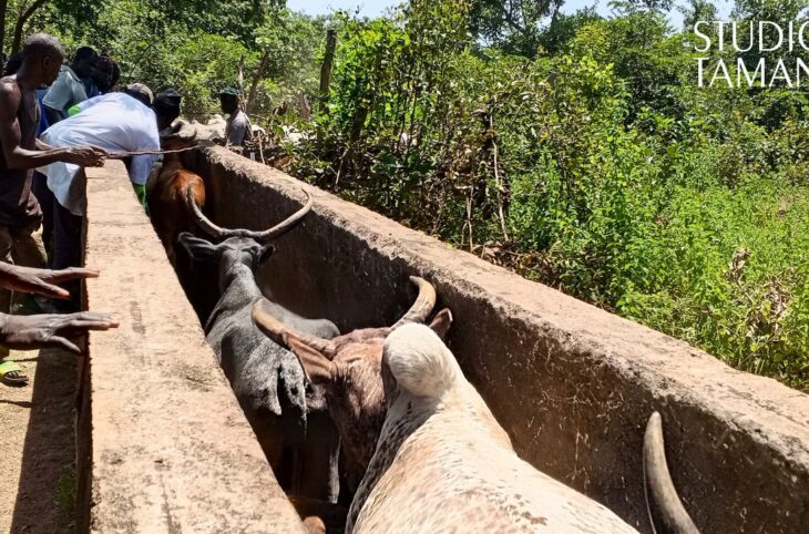 Kadiolo : vaccination contre la péripneumonie