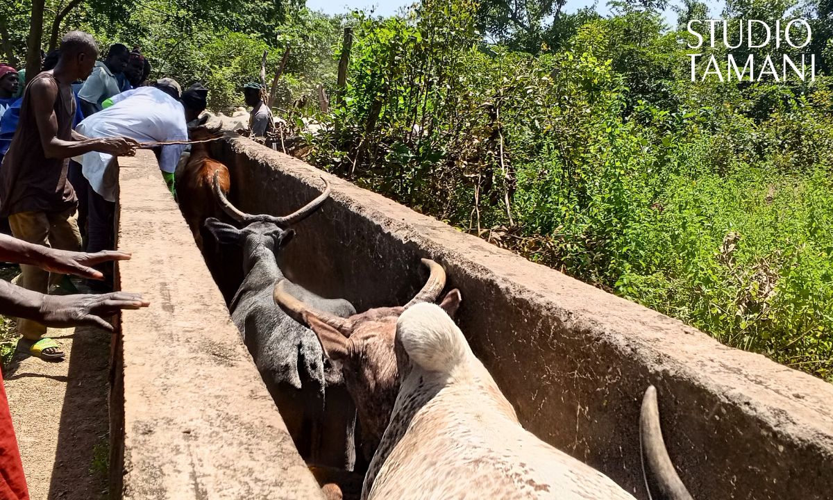 Kadiolo : vaccination contre la péripneumonie