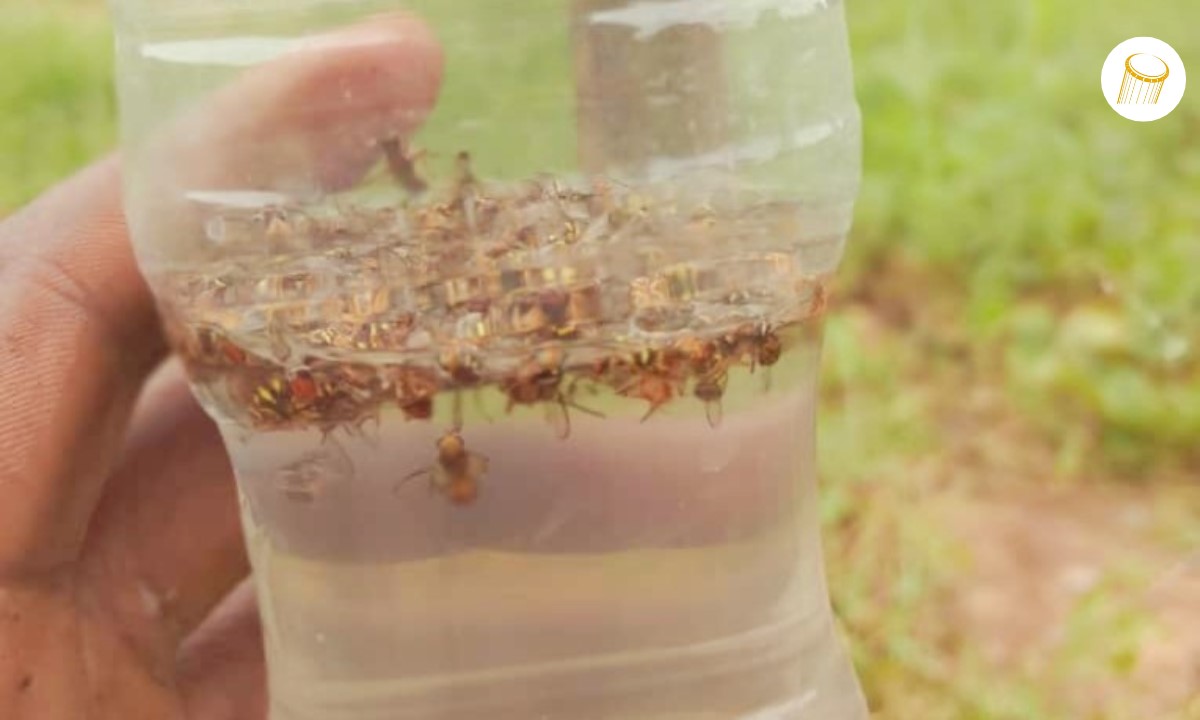 Bafoulabé : les paysans de Solinta retrouvent le sourire 