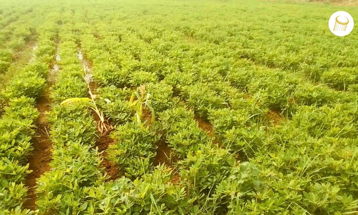 Campagne agricole : les paysans entre satisfecit et inquiétude