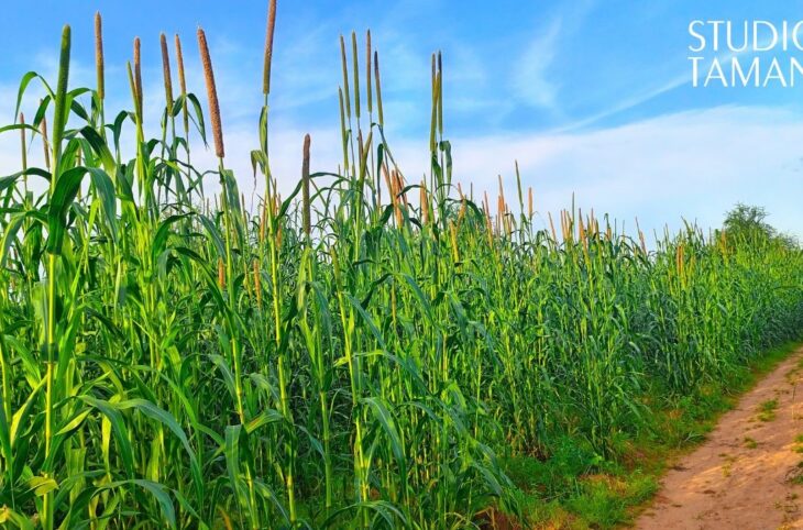 Bankass : des champs détruits par des oiseaux granivores  