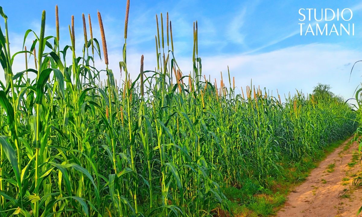 Oiseaux granivores : des paysans contraints d’anticiper leurs récoltes