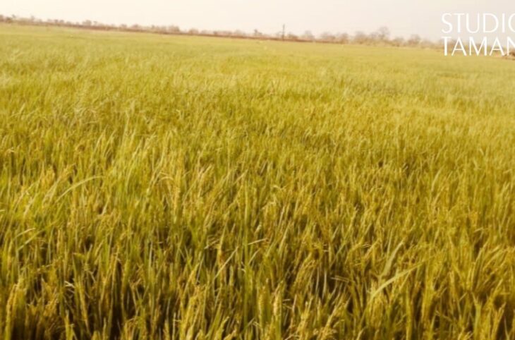 Pénurie d’engrais, inquiétude des riziculteurs à Djadjéfara