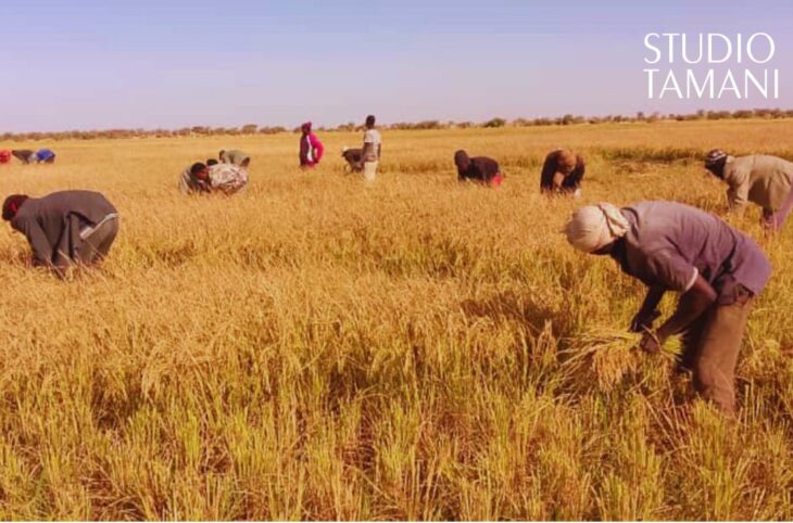 Des récoltes sous de bons auspices dans plusieurs régions du Mali