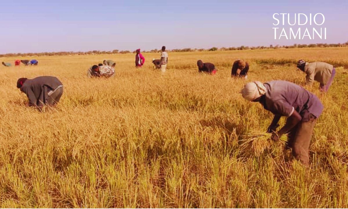 Des récoltes sous de bons auspices dans plusieurs régions du Mali
