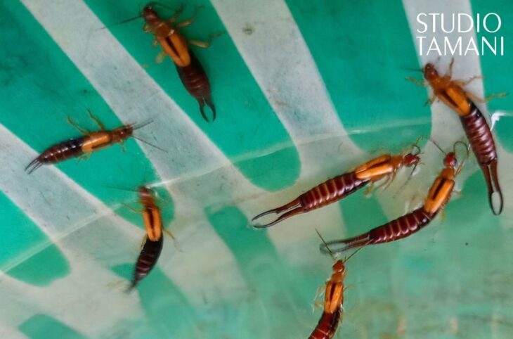 Les perce-oreilles envahissent les champs en cette période de récolte à Banakass
