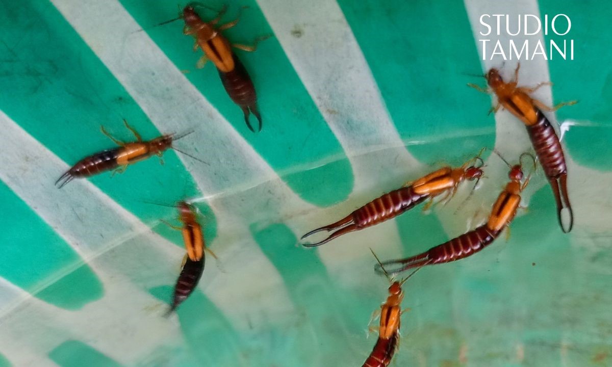 Les perce-oreilles envahissent les champs en cette période de récolte à Banakass