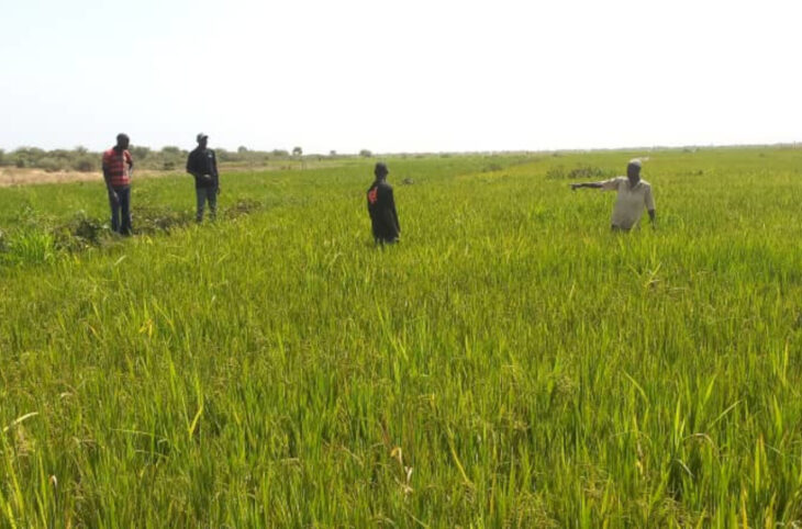 La campagne agricole compromise à Bourem