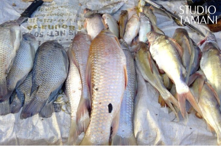 À Macina, le marché de poisson bien fourni