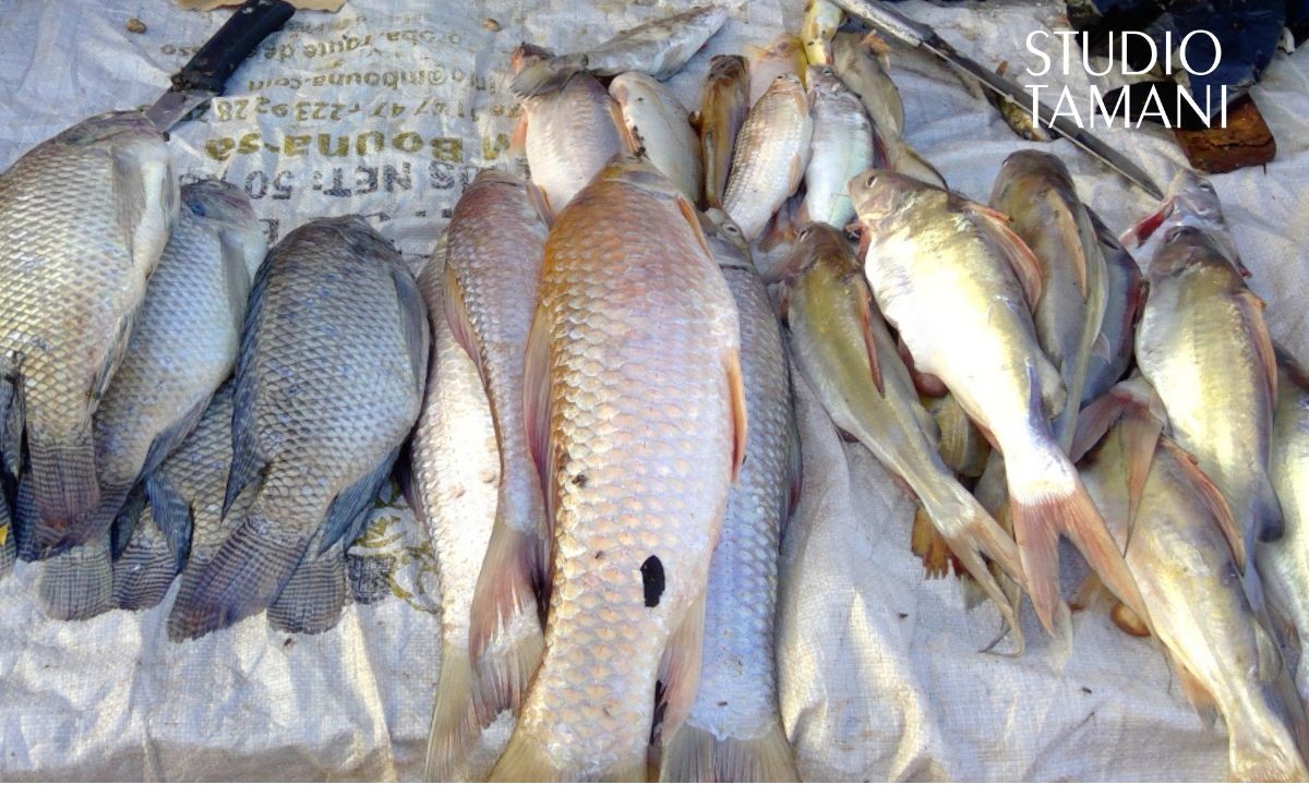 À Macina, le marché de poisson bien fourni