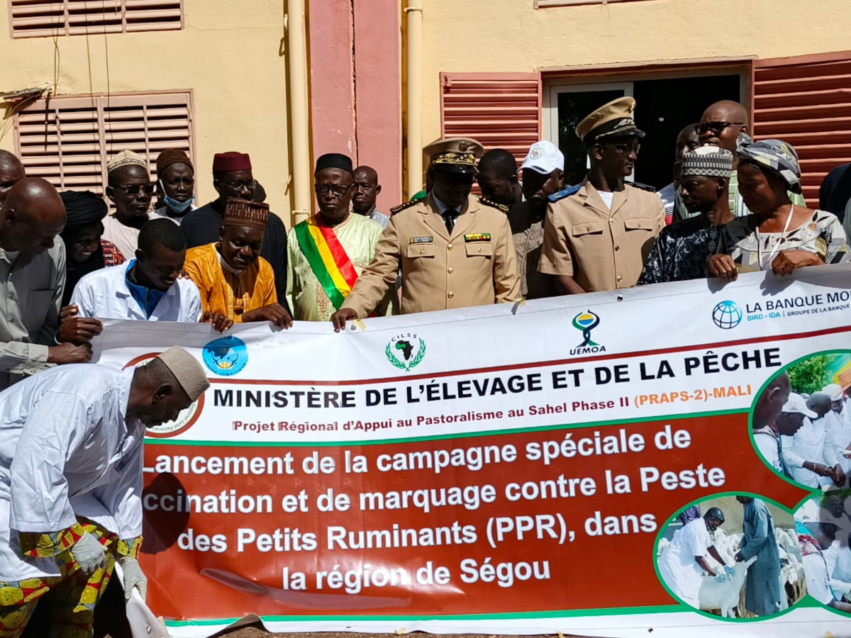 C’est parti pour la campagne de vaccination des animaux contre la peste à Segou 