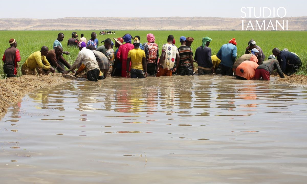 Goundam : travaux de faucardage pour redonner vie au lac Télé