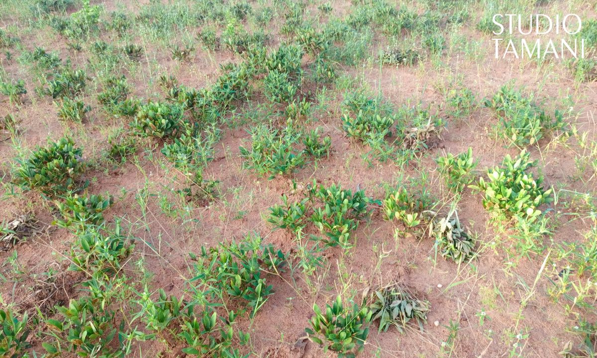 La récolte du wanzou (pois) est en cours à Banskass