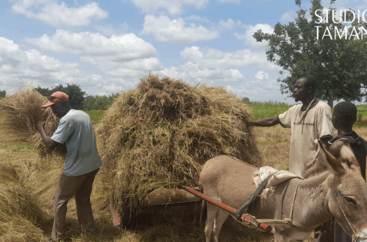 Tominian : début de la récolte du fonio