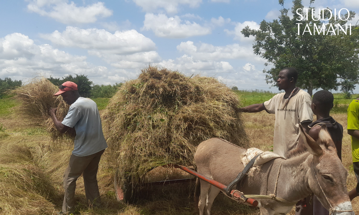 Tominian : début de la récolte du fonio