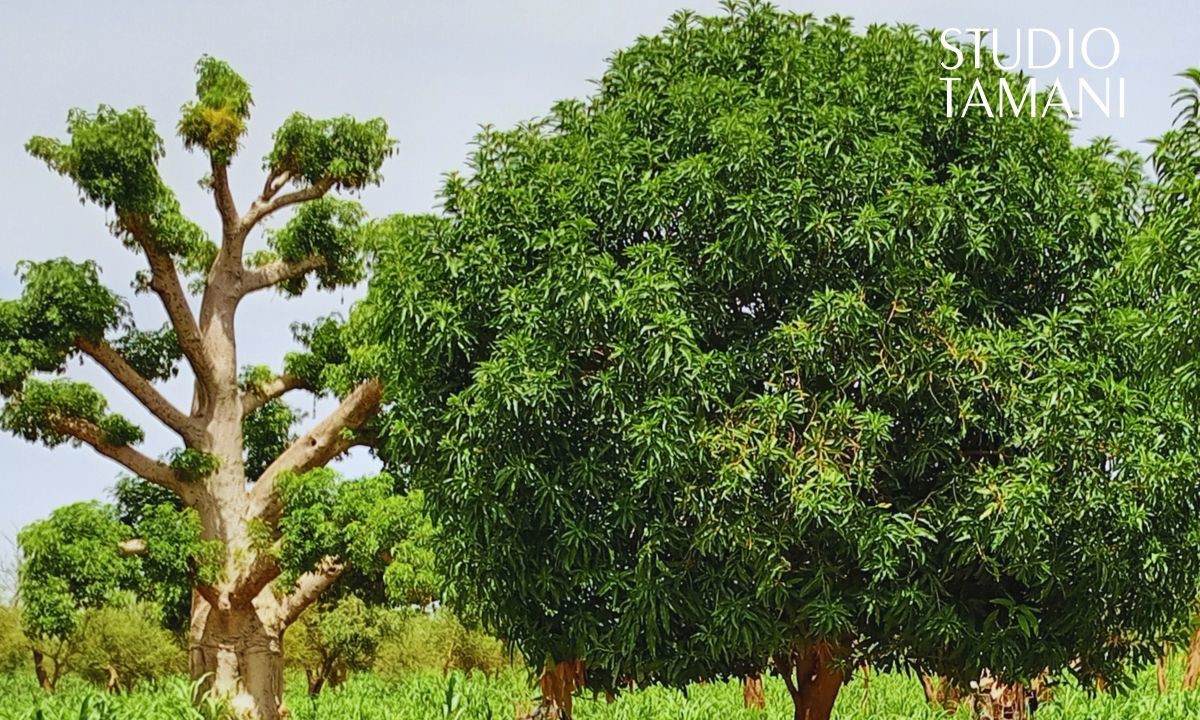 Bankass : Récolte et conservation des feuilles de baobab
