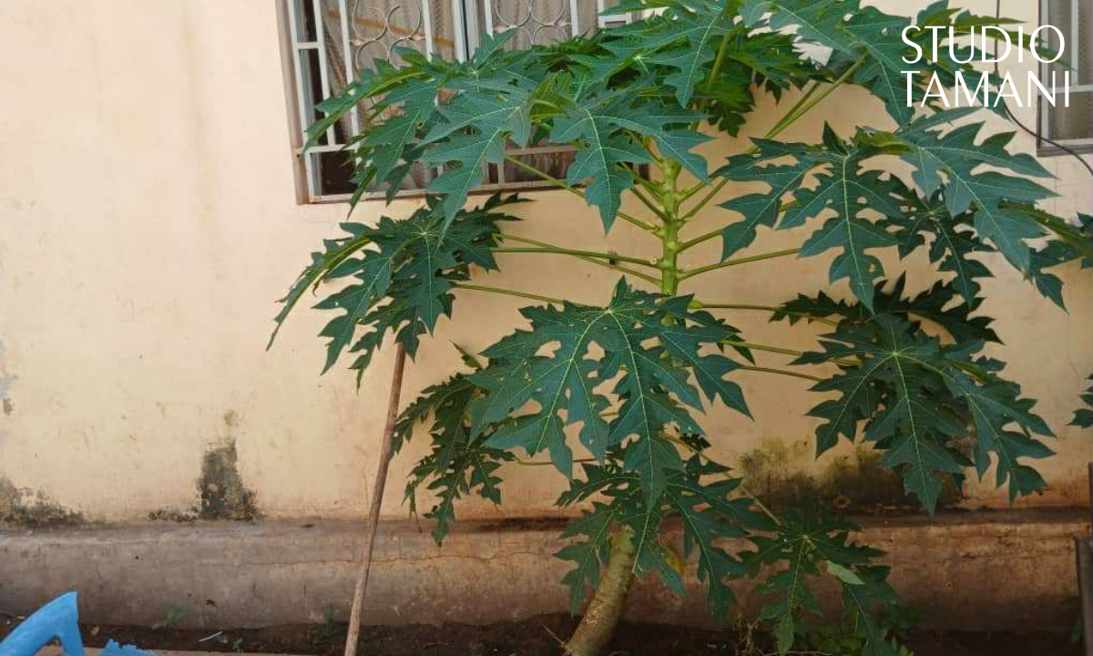 La filière papaye : un fruit qui rapporte au Mali