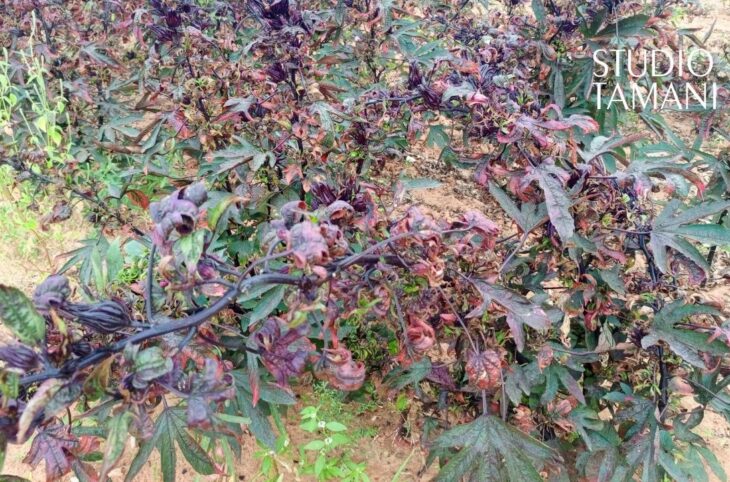 La production de l'hibiscus réussit à Bankass