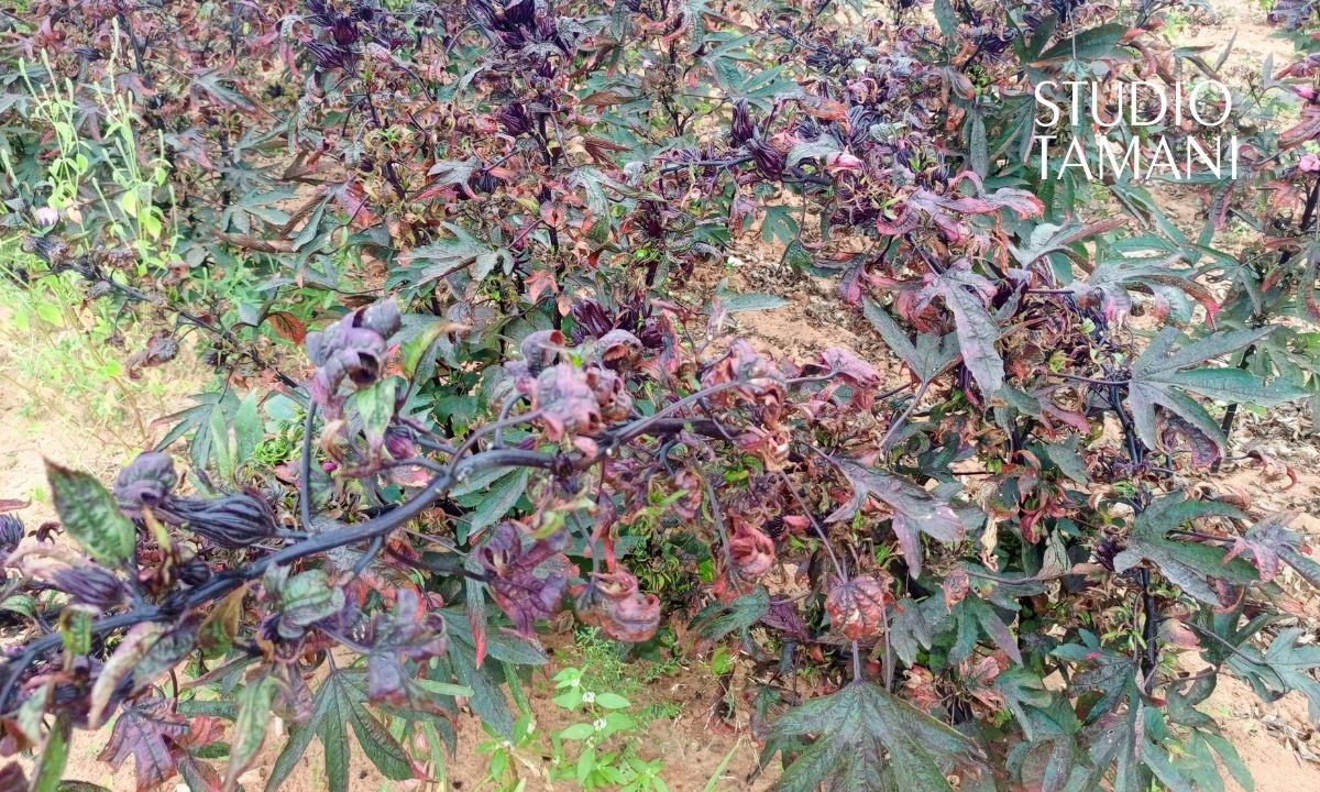 La production de l’hibiscus réussit à Bankass