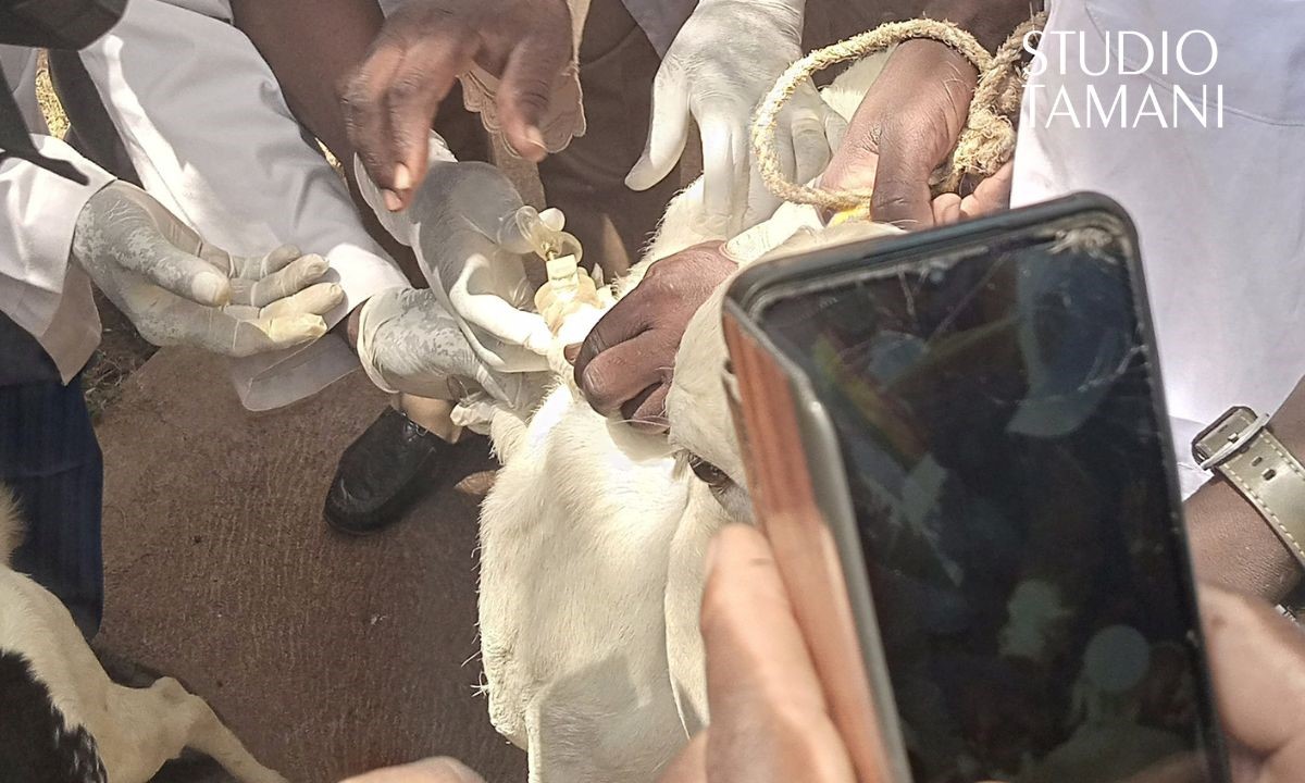 San : 280 000 têtes de bétail vaccinées contre la peste