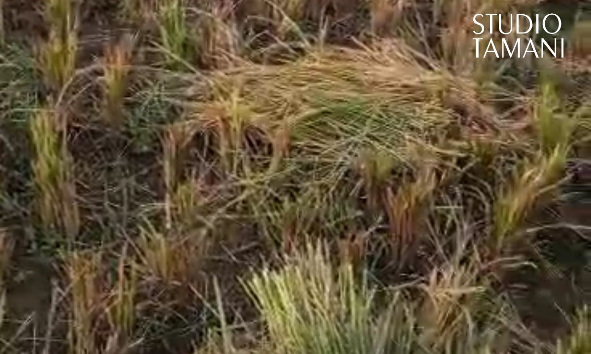 Les récoltes menacées par la pénurie de gasoil à Bafoulabé