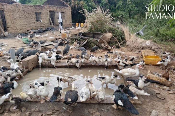 Incendie dans une ferme avicole à Bafoulabé