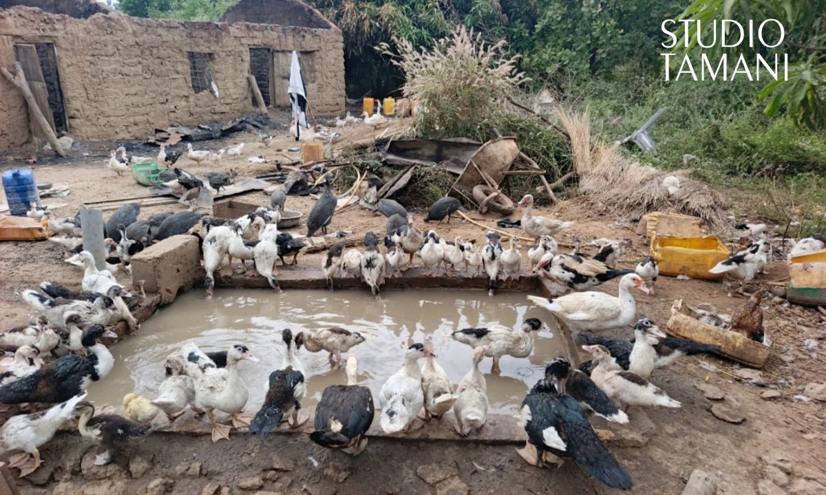 Incendie dans une ferme avicole à Bafoulabé