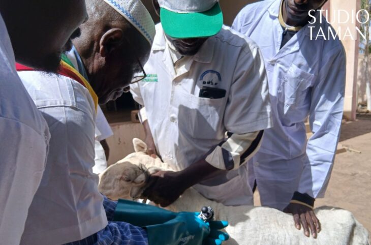 NIORO : plus de 900 000 animaux ciblés par la vaccination PPR