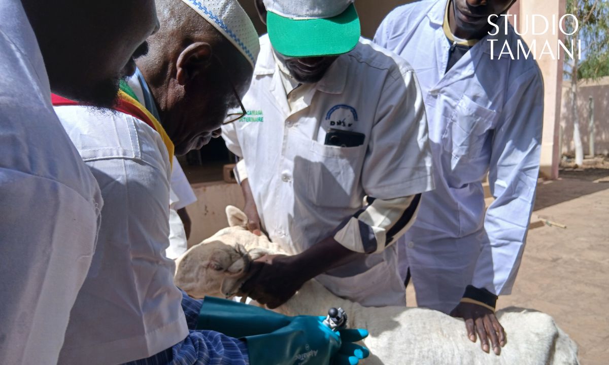 NIORO : plus de 900 000 animaux ciblés par la vaccination PPR