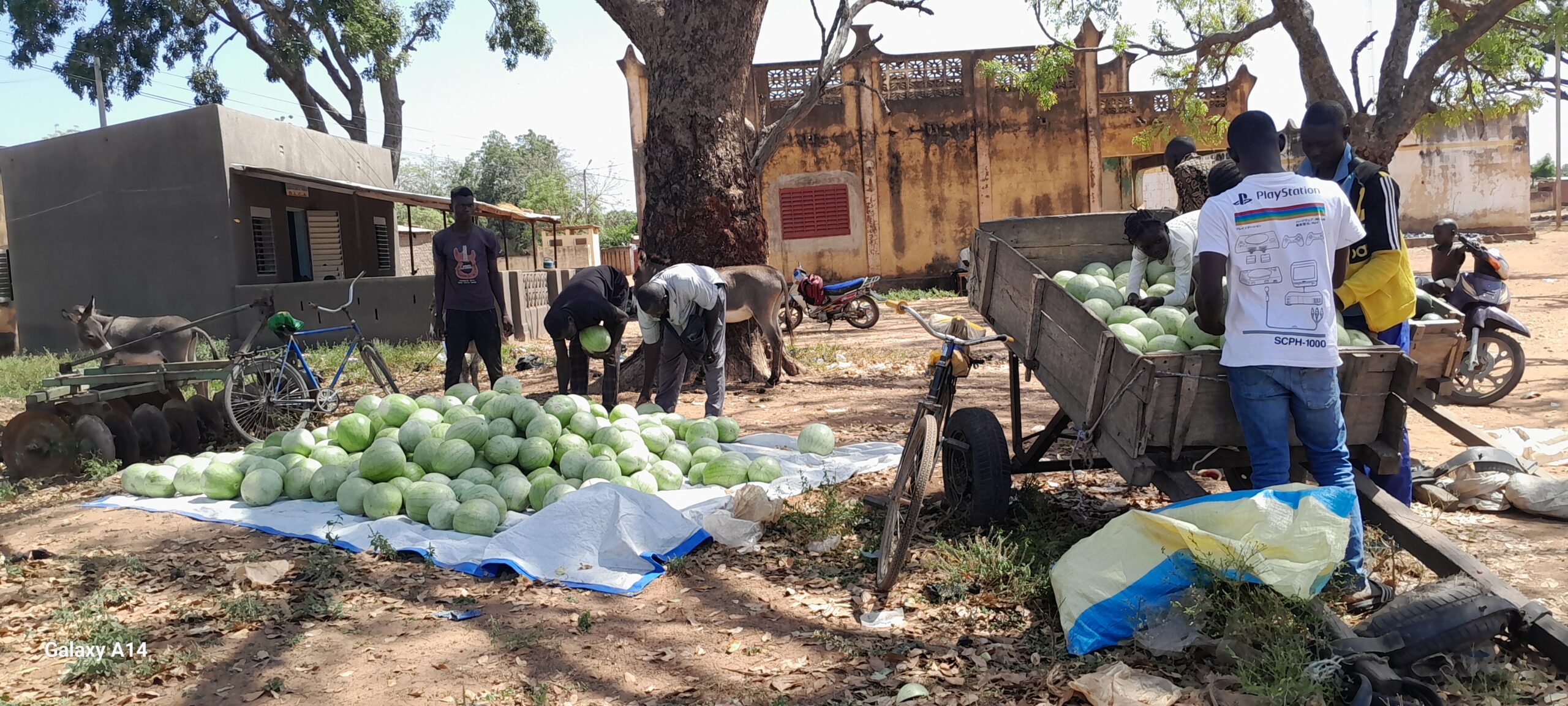 Yorosso : lancement de la campagne de pastèques