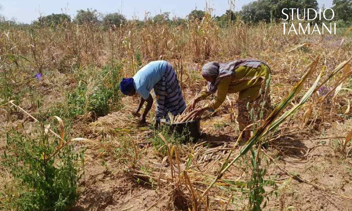 Yorosso : les femmes mobilisées pour la récolte des céréales