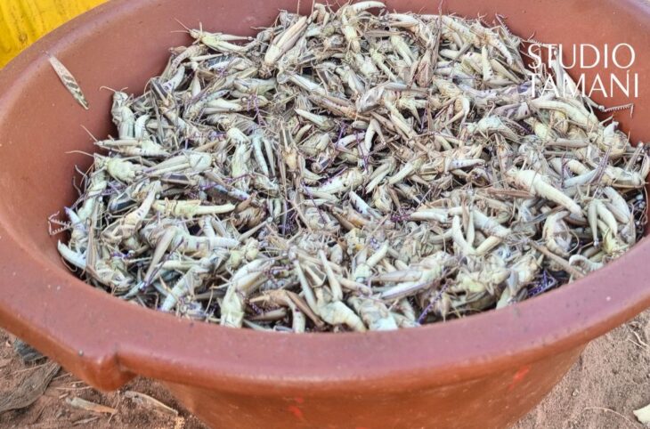 Bankass : un commerce florissant autour des criquets