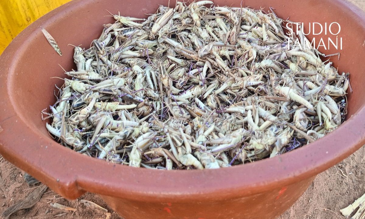 Bankass : un commerce florissant autour des criquets